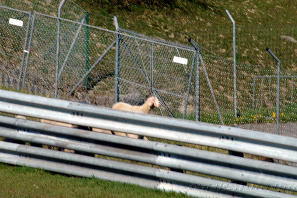 DSC_2894.JPG